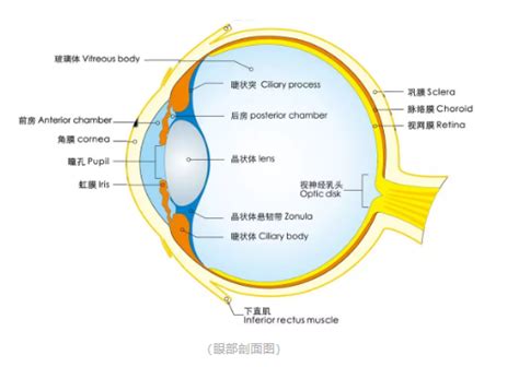 眼角位置|爱眼护眼：眼睛结构示意图+构造详解